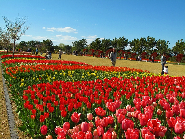 チューリップが咲き誇る吉田公園