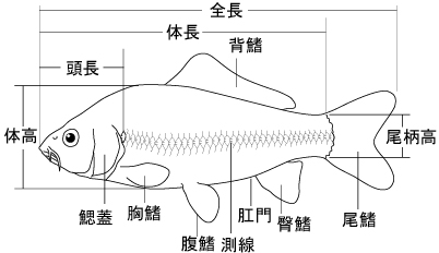 魚類の各部位と計測位置